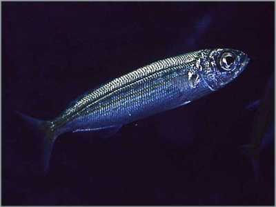 AAehrenfisch_k