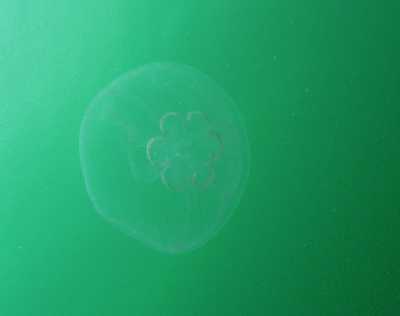 AAurelia_aurita_6Gonaden_k