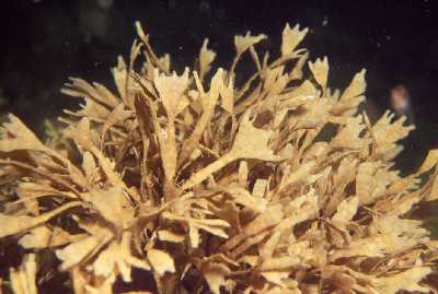 ABlaetterMoost_k ABlaetterMoost_k