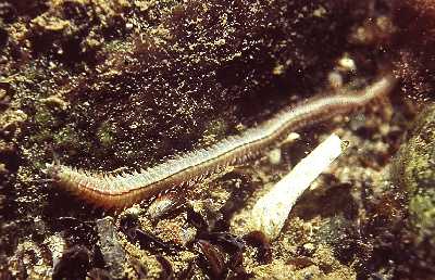 ABraunerSeeringel2_k