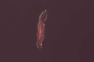 ABraunerSeeringelwurm_k