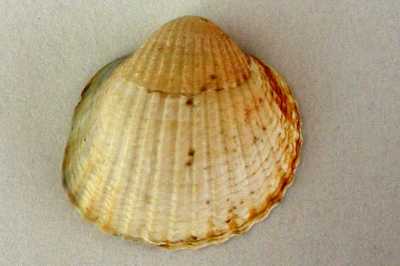 ACerastoderma_glaucum_k