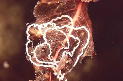 ADrFadenschn_Laich_k