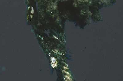 AEntenmusch4_k AEntenmusch4_k