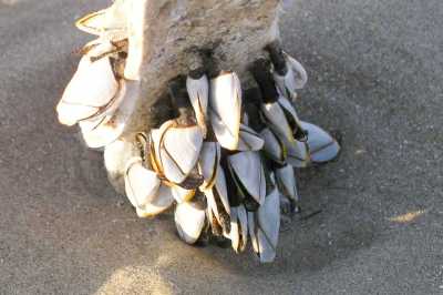 AEntenmusch_k AEntenmusch_k