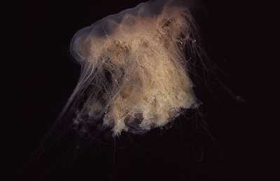 AGelbeHaarqualle3_k AGelbeHaarqualle3_k