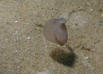 AKugelschnecke Schwimmend_k