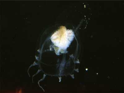 ALeuckartiara_octona002_k