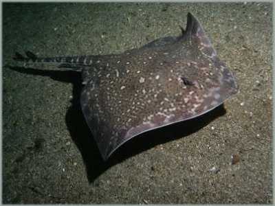 ANagelrochen_k