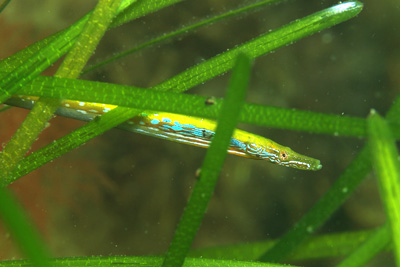 ANerophis_ophidion_035_XL_k