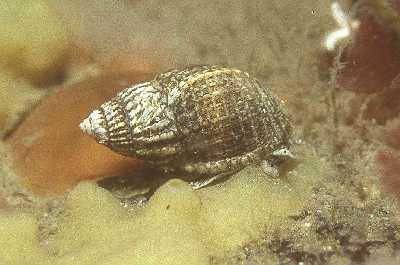 ANetzreusenschn_k ANetzreusenschn_k