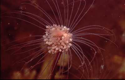 AUngetRhrenpolyp_k