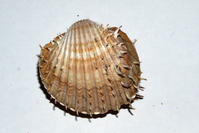 Acanthocardium_aculeata_001_XL_k