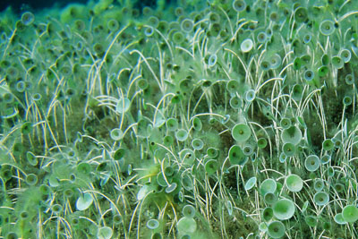 AcetabulariaClose_004_XL_k