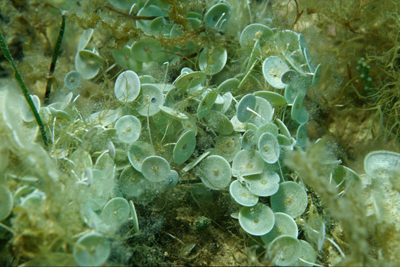 Acetabularia_acetabulum_901_XL_k