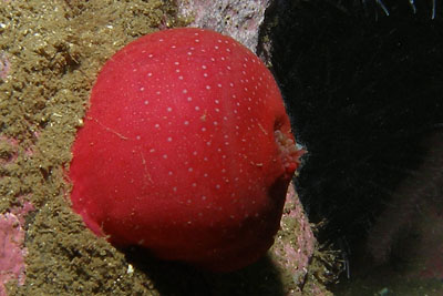 Actinia_equinaXL_k