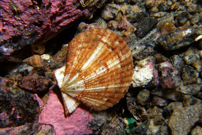 Aequipecten_opercularis_010_XL_k