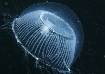 Aequorea_ forskalea _005_XL_k Aequorea_ forskalea _005_XL_k