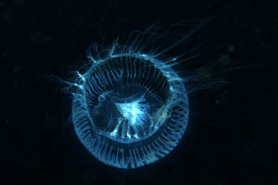 Aequorea_ forskalea _007_XL_k Aequorea_ forskalea _007_XL_k