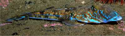 AgestrLeierfisch-m_k