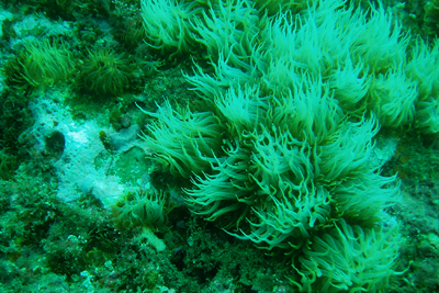 Aiptasia_mutabilis_Form1_001_XL_k