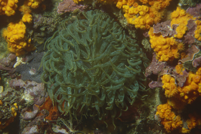 Aiptasia_mutabilis_Form2_902_XL_k