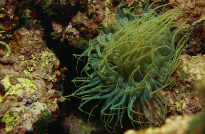 Aiptasia_mutabilis_Form2_904_XL_k