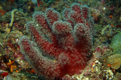 Alcyonium_acaule_901_XL_k