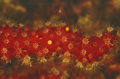 Alcyonium_acaule_902_XL_k