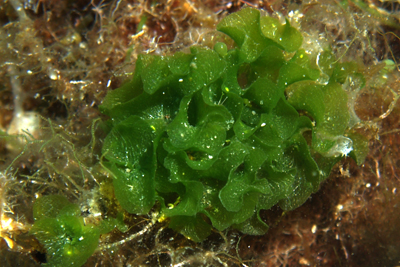 Anadyomene_stellata_001_XL_k