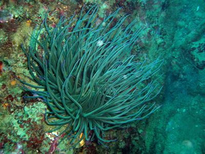 Anemonia_virides_003_XL_k Anemonia_virides_003_XL_k