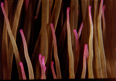 Anemonia_virides_111_XL_k Anemonia_virides_111_XL_k