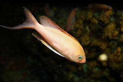 Anthias_anthias_901_XL_k