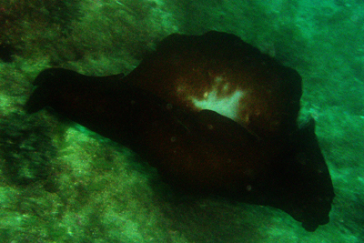 Aplysia_depilans_003_XL_k Aplysia_depilans_003_XL_k