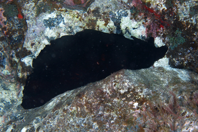 Aplysia_fasciata_506_XXL_k Aplysia_fasciata_506_XXL_k