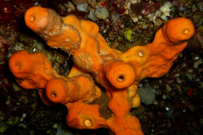 Aplysina_aerophoba_002_XL_k02 Aplysina_aerophoba_002_XL_k02