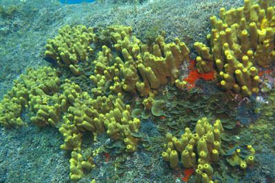 Aplysina_aerophoba_503_XL_k Aplysina_aerophoba_503_XL_k