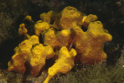 Aplysina_aerophoba_901_XL_k02 Aplysina_aerophoba_901_XL_k02