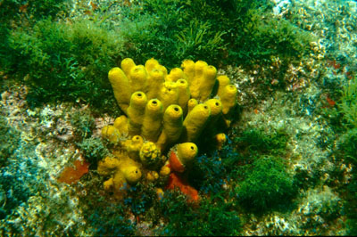 Aplysina_aerophoba_902_XL_k Aplysina_aerophoba_902_XL_k