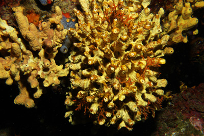 Aplysina_cavernicola_001_XL_k02 Aplysina_cavernicola_001_XL_k02