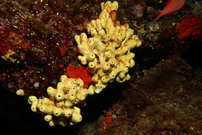 Aplysina_cavernicola_002_XL_k02 Aplysina_cavernicola_002_XL_k02