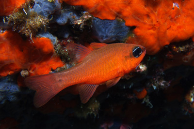 Apogon_imperbis_027_XL_k Apogon_imperbis_027_XL_k