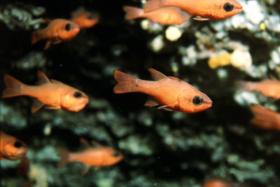 Apogon_imperbis_903_XL_k Apogon_imperbis_903_XL_k