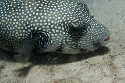 Arothrona_hispidus_004_XL_k