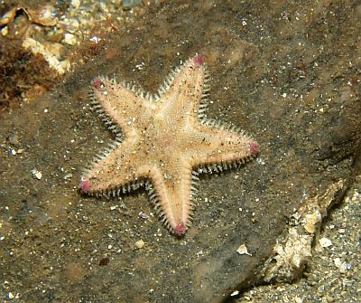 Astropecten_irregularis,juv_012_XL_k