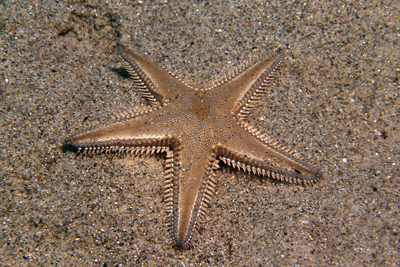 Astropecten_platyacanthus_005_XL_k