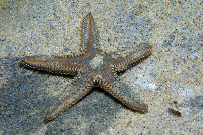 Astropecten_platyacanthus_012_XL_k