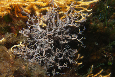 Astrospartus_mediterranea_008_XL_k Astrospartus_mediterranea_008_XL_k