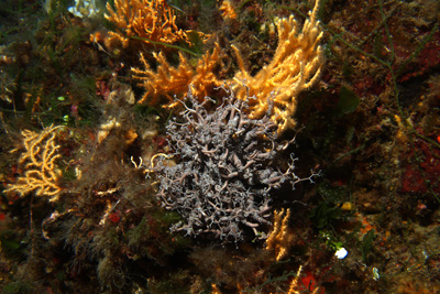 Astrospartus_mediterranea_009_XL_k Astrospartus_mediterranea_009_XL_k