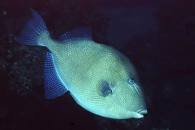 Balistes_carolonensis_904_XL_k